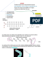 Lípidos