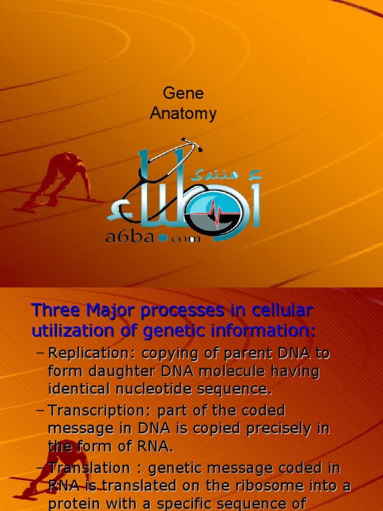 Anatomy of Genes and DNA Functions | PDF | Dna | Rna