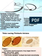 Cacing Trichuris Trichiura