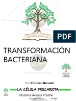 025 Transformacion Bacteriana