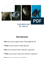 Fish Disease Guide