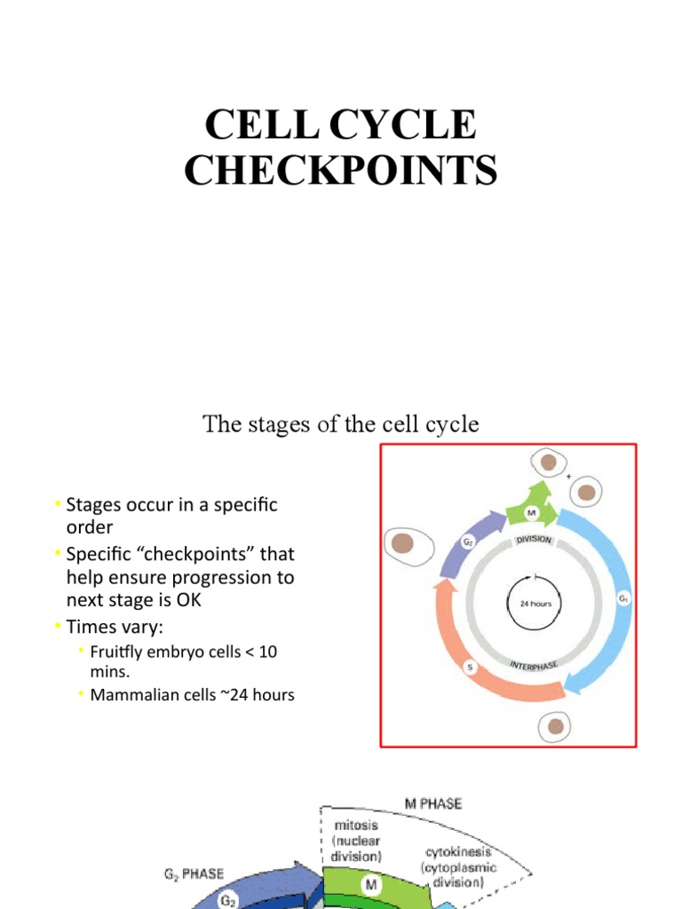 Cell Cycle Checkpoints | PDF | Cell Cycle | Kinase