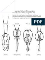 Colouring Sheet Insect Mouthparts