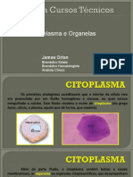 Citoplasma e Organelas: James Orlan