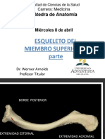 Esqueleto Del Miembro Superior 1° Parte: Cátedra de Anatomía