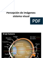 Percepción de Imágenes: Sistema Visual