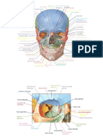 Estructuras óseas de la cabeza humana