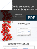 Produção de sementes de tomate no Brasil