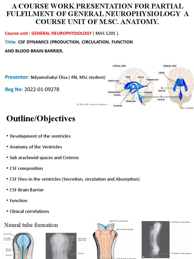 CSF Dynamics and Ventricular Anatomy | PDF | Cerebrospinal Fluid | Brain