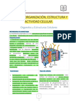 Guia Organelos Celulares NM4 Biologia