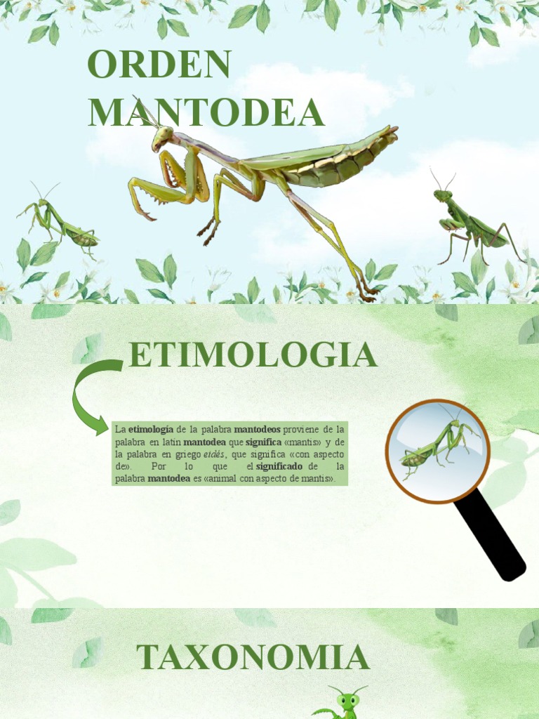 Clasificación y Morfología de Mantodea | PDF | Insectos | Artrópodos