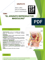 "El Aparato Reproductor Masculino": Dario Lapo Camila Moreno Byron Machuca