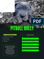 Pitbull Bully