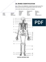 General Bones Identification