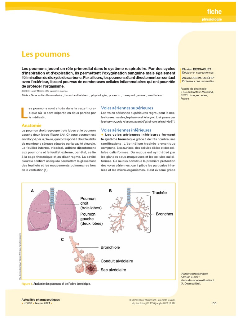 Anatomie et physiologie de l'appareil respiratoire - ScienceDirect