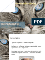 Agenesia Palpebral em Felino - Relato de Caso