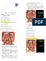 Pared Posterior Del Abdomen: Región Ventrolumbar Medial