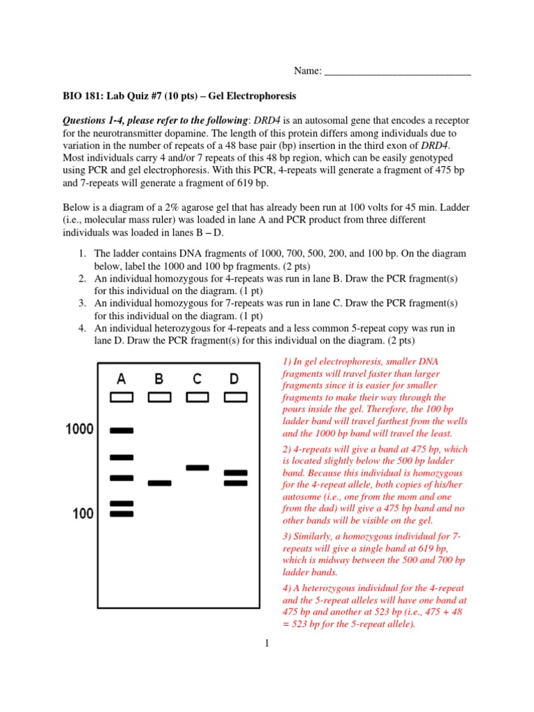BIO 181 Lab Quiz 7Electrophoresis Answers PDF Gel