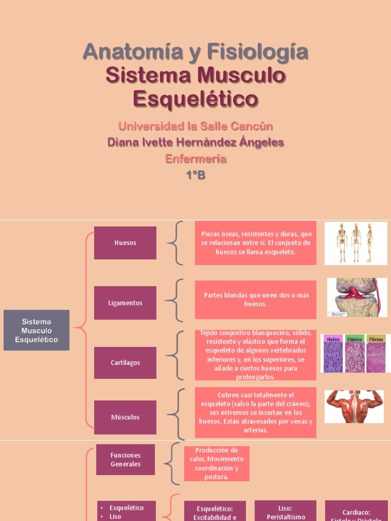 Mapa Sis. Musculo Esqueletico | PDF | Músculo | Hueso