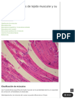Los Diferentes Tipos de Tejido Muscular y Su Modo de Acción