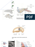 Vertebrate Limb Development