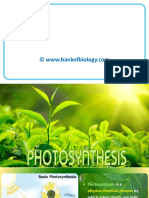 13 Photosynthesis - PPSX