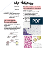 Tecido Adiposo