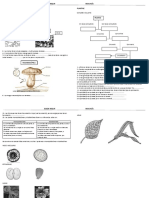 Taxonomía Fungi Plantae Completar