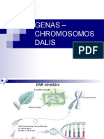 Genas - Chromosomos Dalis