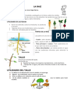 La Raiz: Es La Parte de La Planta Que Crece Bajo Tierra. Tiene Dos Funciones