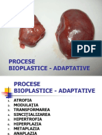 C07 - Bioplast Adaptative - Ok