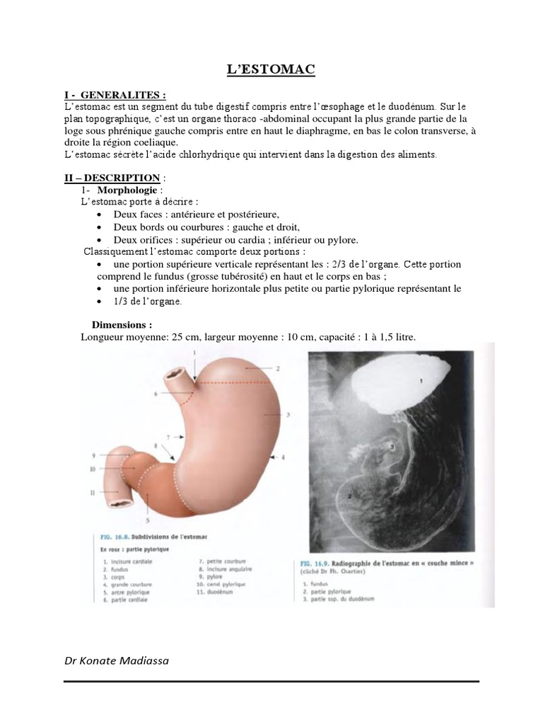 Anatomie ESTOMAC.2021 PDF Estomac Péritoine — free download