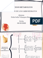 Fases de La Digestion de Carbohidratos