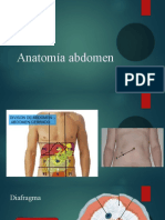 Anatomía Abdomen