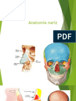 Anatomía Nariz