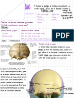 Anatomía Del Hueso Frontal