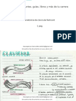 Anatomia de Clavicula Fashcard 265837 Downloable 1112719
