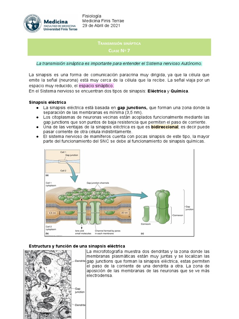Tipos y componentes de la sinapsis | PDF | Sinapsis | Unión neuromuscular
