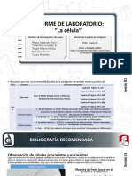 Informe Célula