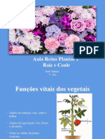 Funções vitais dos vegetais: raiz, caule e folhas