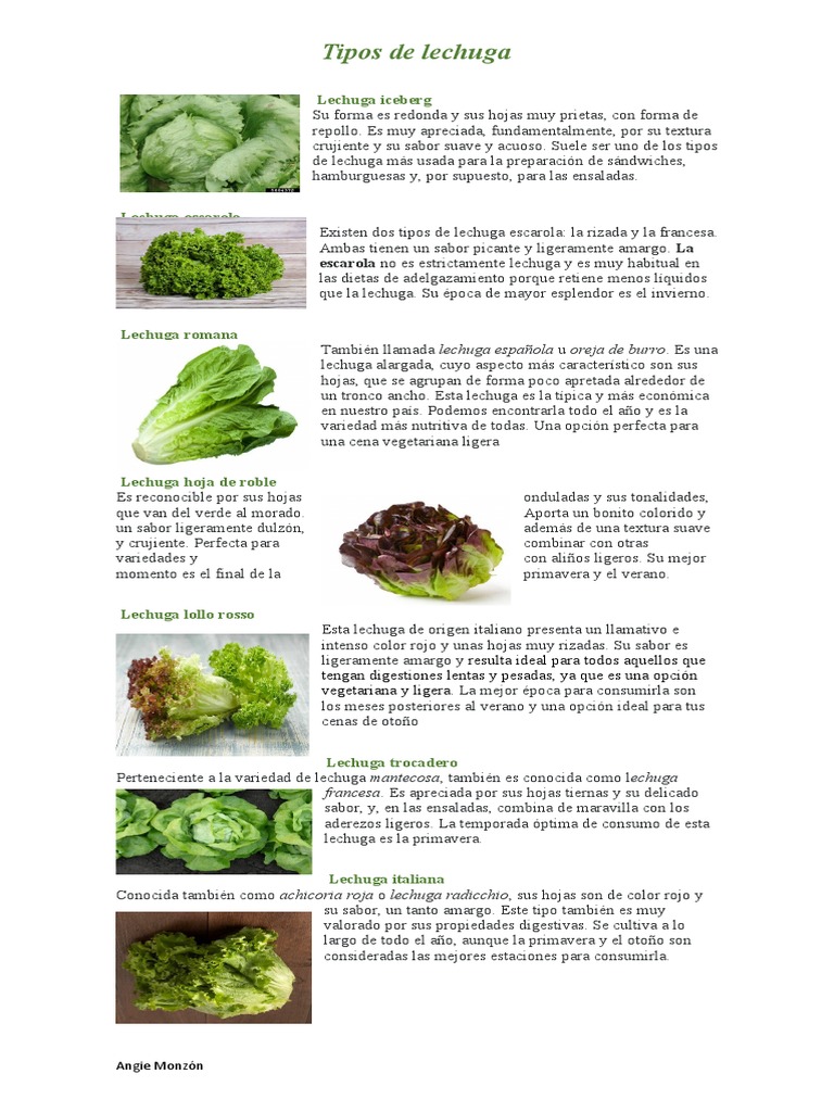Tabla De Tipos De Lechuga La Lechuga: Beneficios Y Propiedades