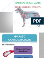 7 Cardiovascular