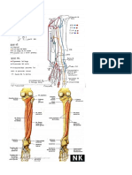 Musculos