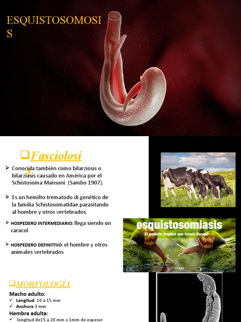 La esquistosomiasis: causas, ciclo de vida, síntomas y tratamiento de ...