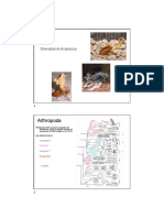 Arthropoda: Diversidad de Ecdysozoa