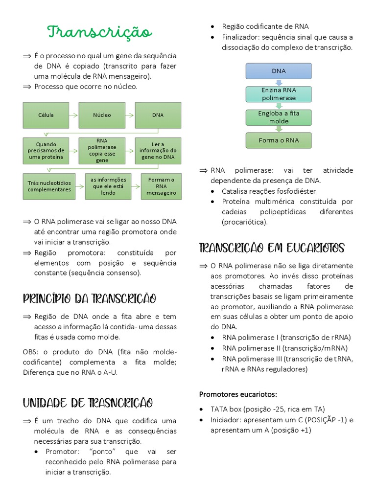 Transcrição | PDF | RNA | Promotor (genética)