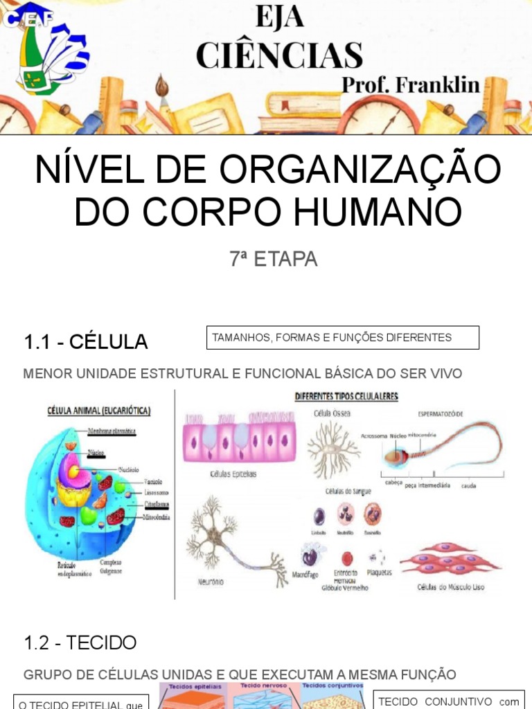 Níveis de Organização do Corpo Humano | PDF