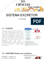 Sistema excretor - Função, anatomia e fisiologia