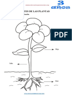 Las Partes de La Planta para Niños de 3 Años