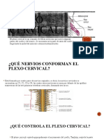 Plexo cervical: estructura, nervios, funciones y localización